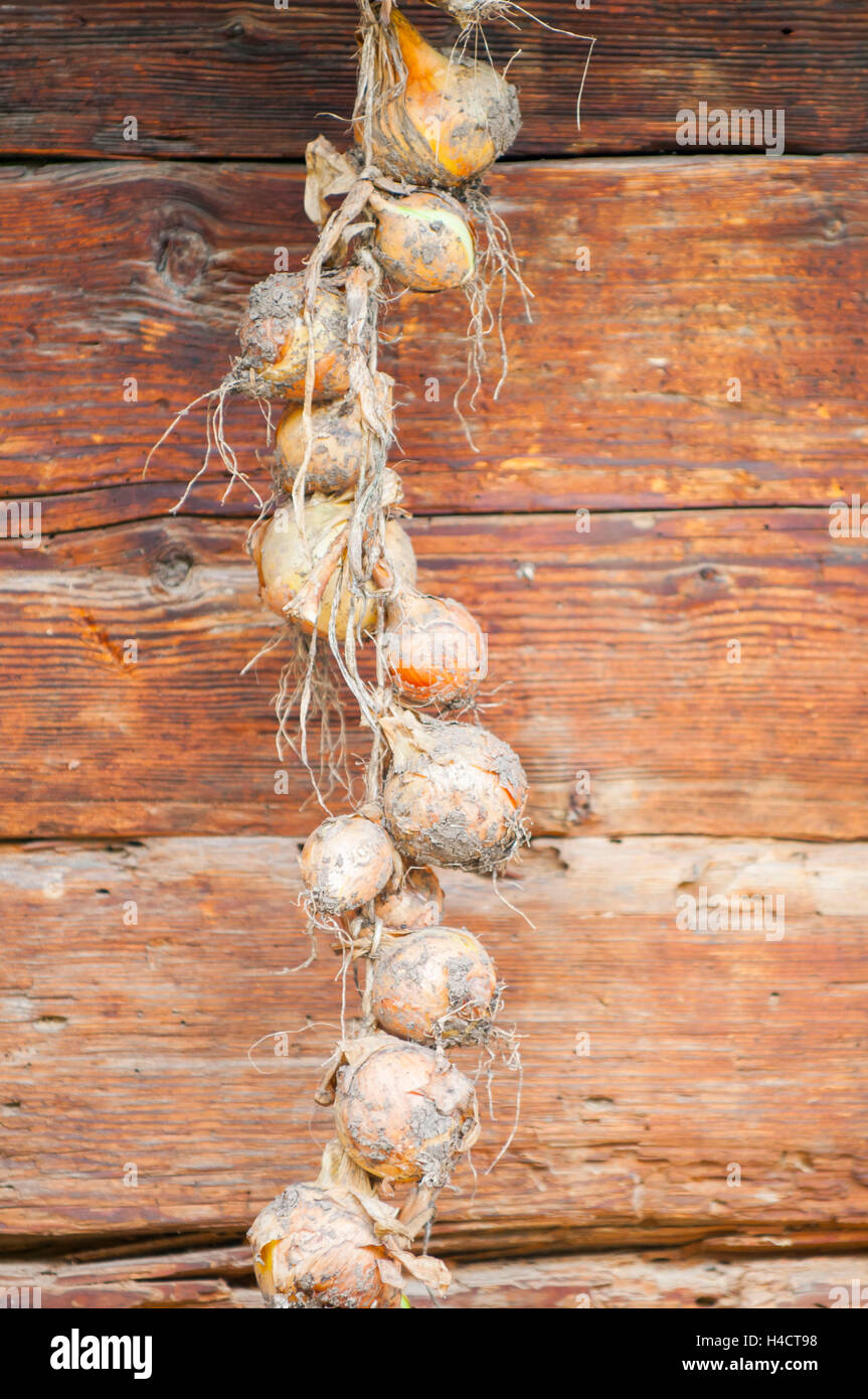 dry bulbs in front of wooden wall Stock Photo