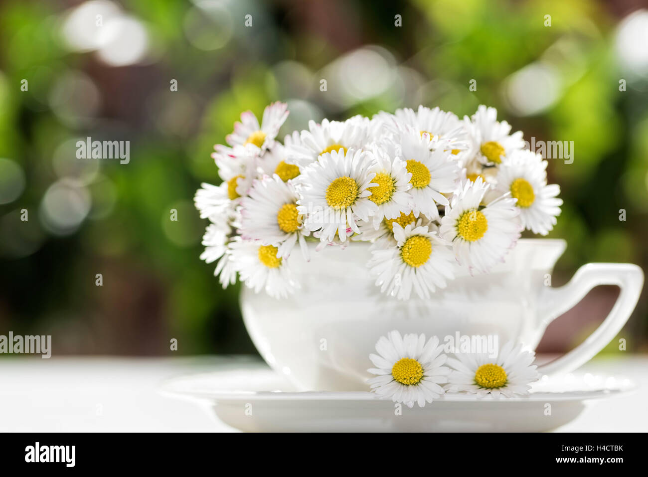 Still life, daisies in white Rosenthal Tasse in the backlight, Stock Photo