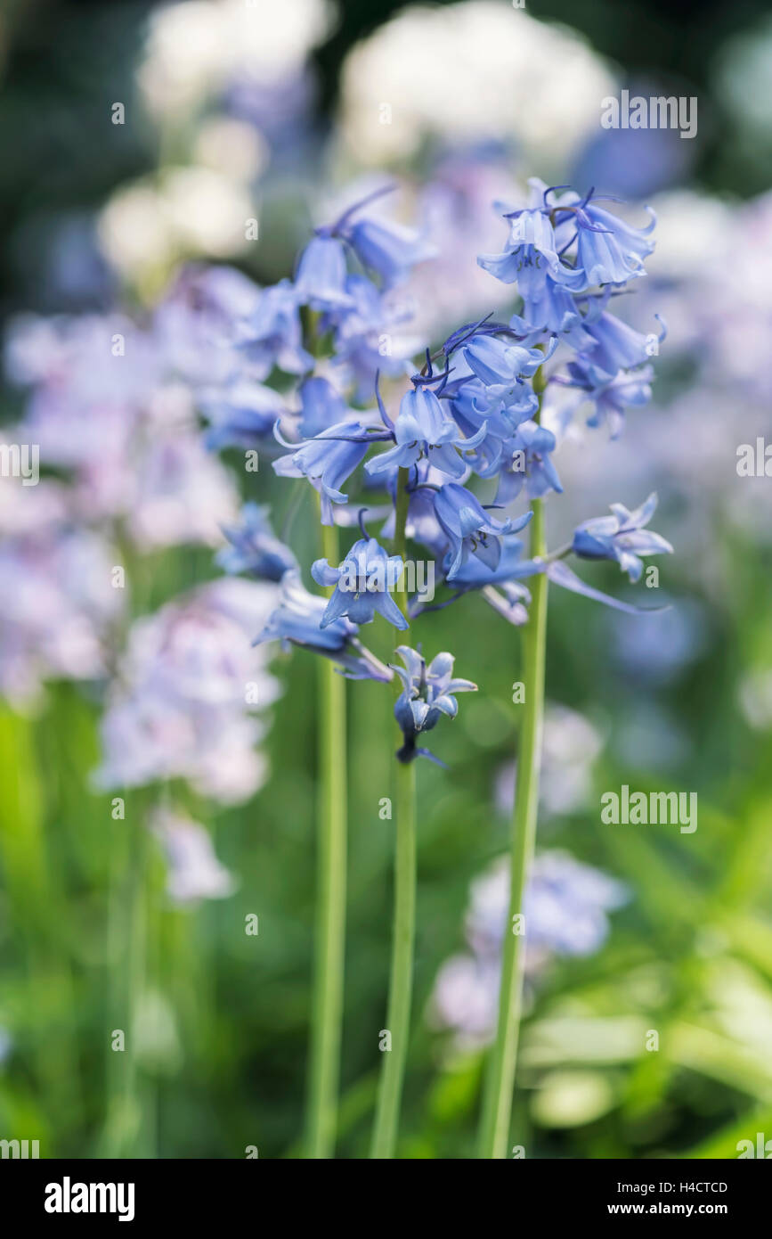 English Canterbury bells with marvellous Bokeh, close-up, Stock Photo