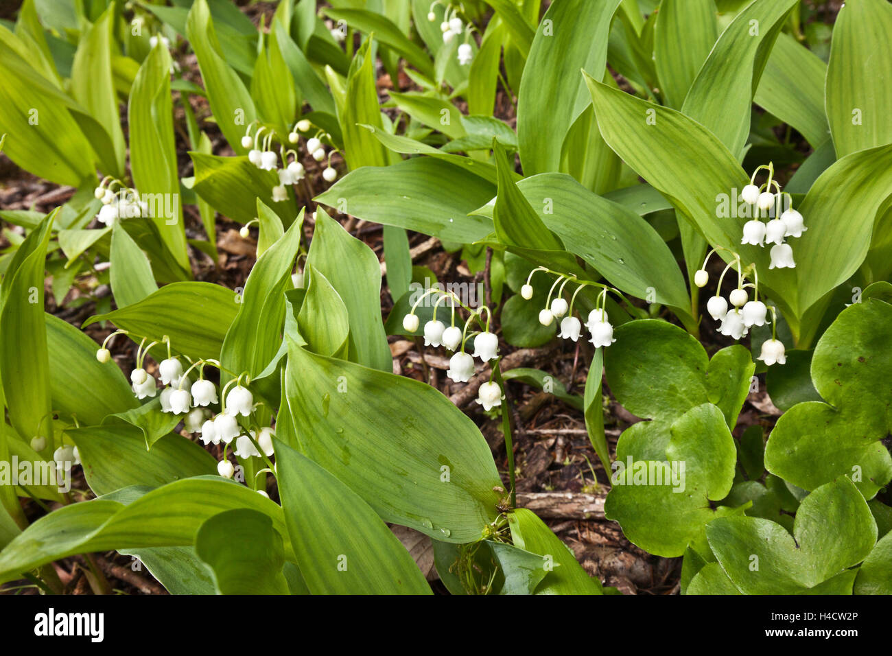 Lilies the valley Stock Photo - Alamy