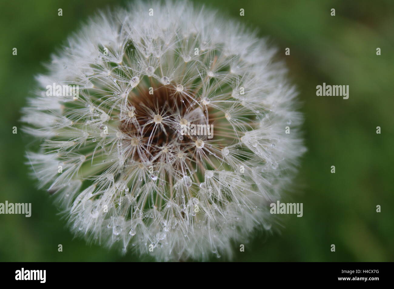 Dandelion zoom hi-res stock photography and images - Alamy