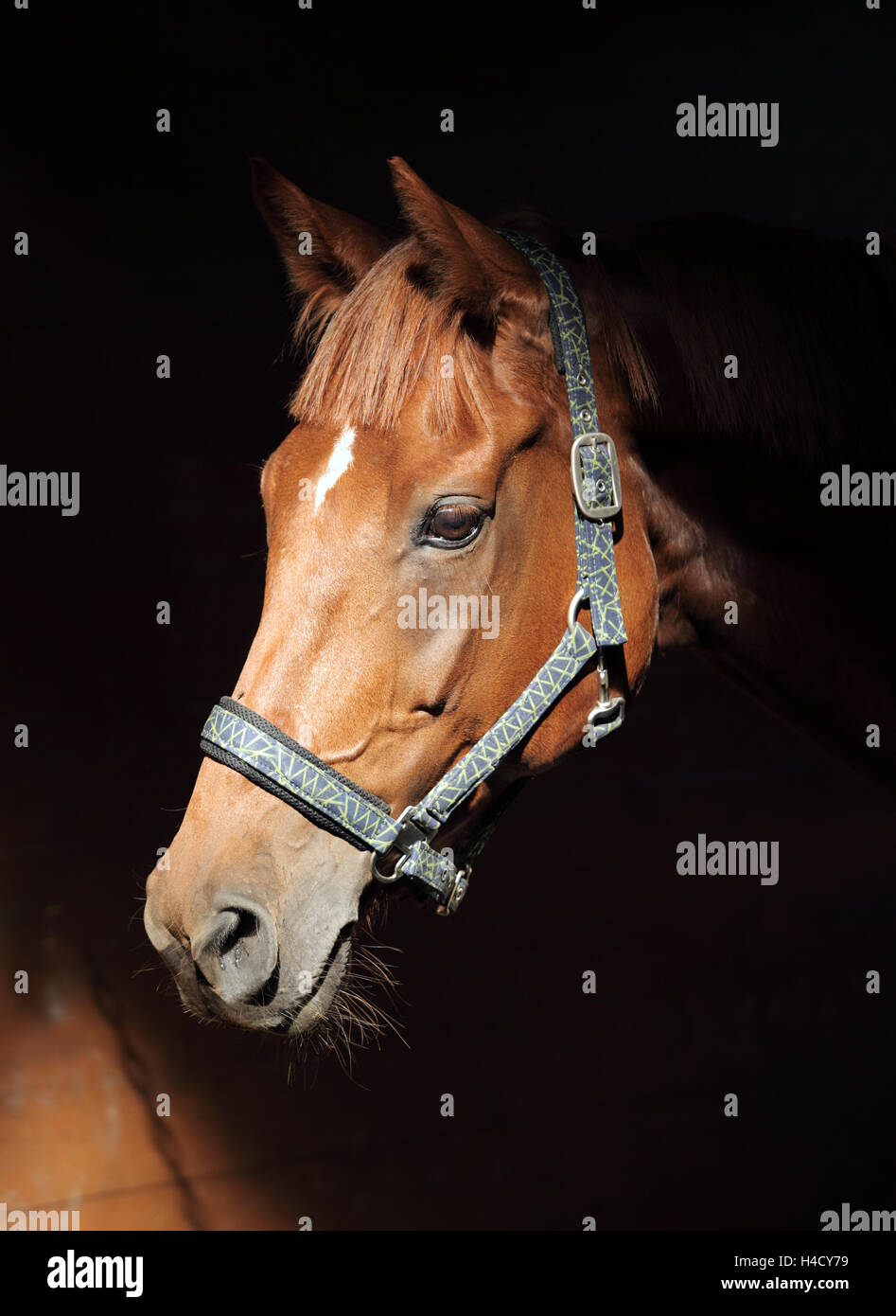 Low key headshot purebred horse in dark stable Stock Photo
