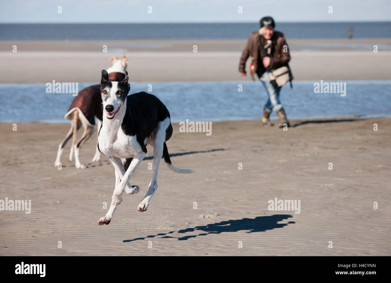Black greyhound on beach hi-res stock photography and images - Alamy