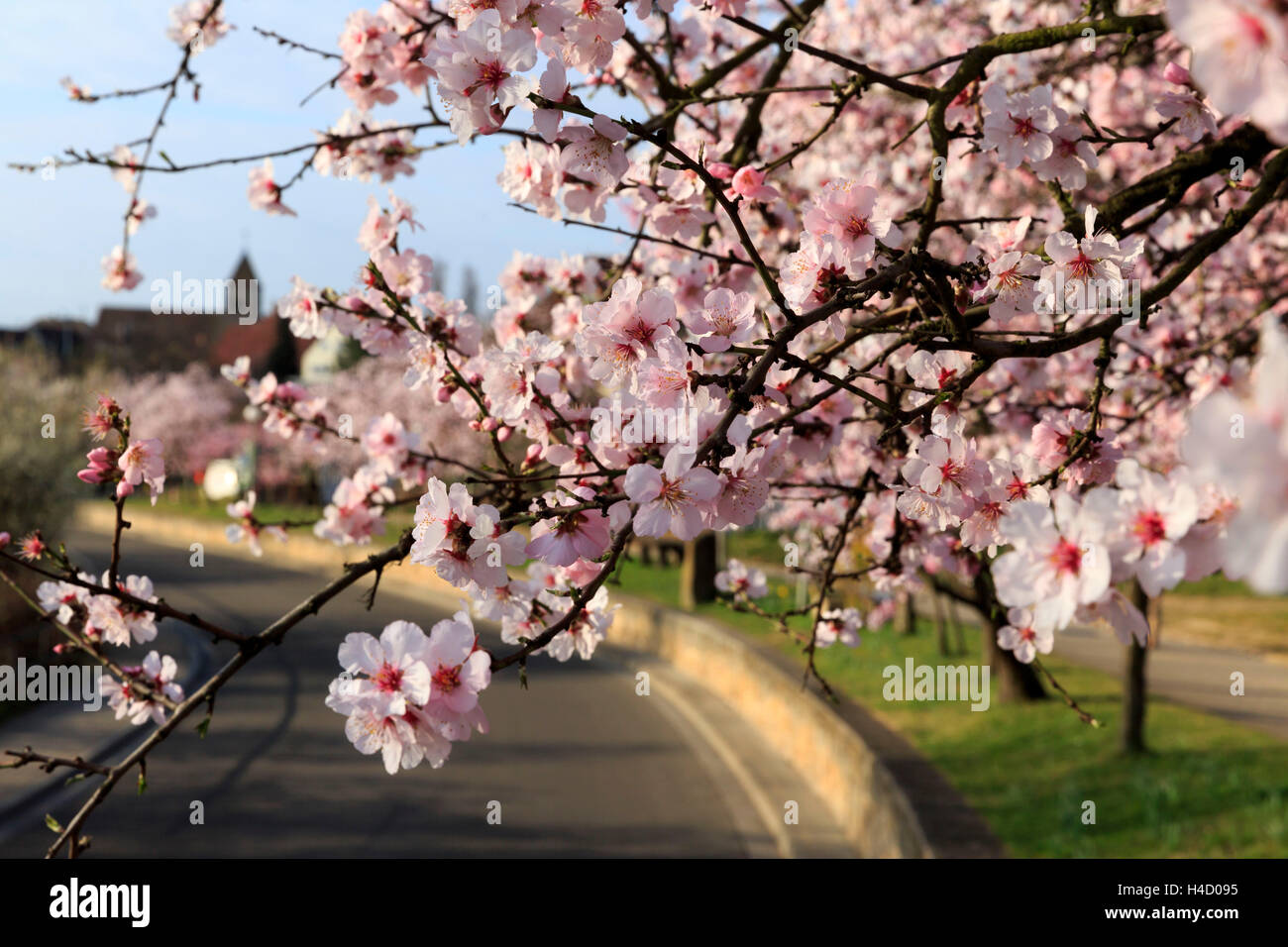 blossoming almond tree, Prunus dulcis, is blossoming, Rhinland Palatinate, Gimmeldingen, Germany, spring, is blossoming, 'Südliche Weinstrasse' Stock Photo