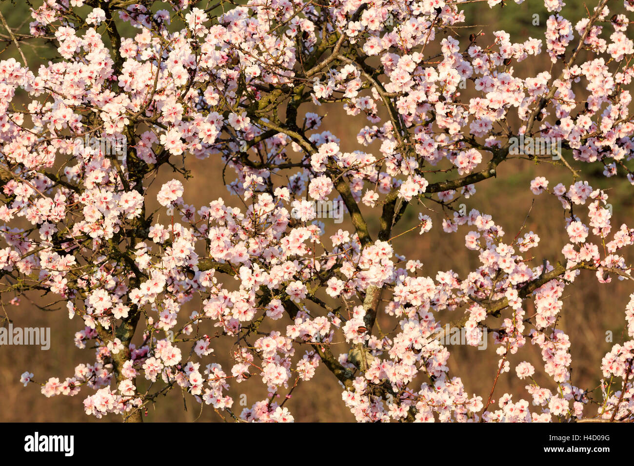 blossoming almond tree, Prunus dulcis, is blossoming, Rhinland Palatinate, Gimmeldingen, Germany, spring, is blossoming, 'Südliche Weinstrasse' Stock Photo