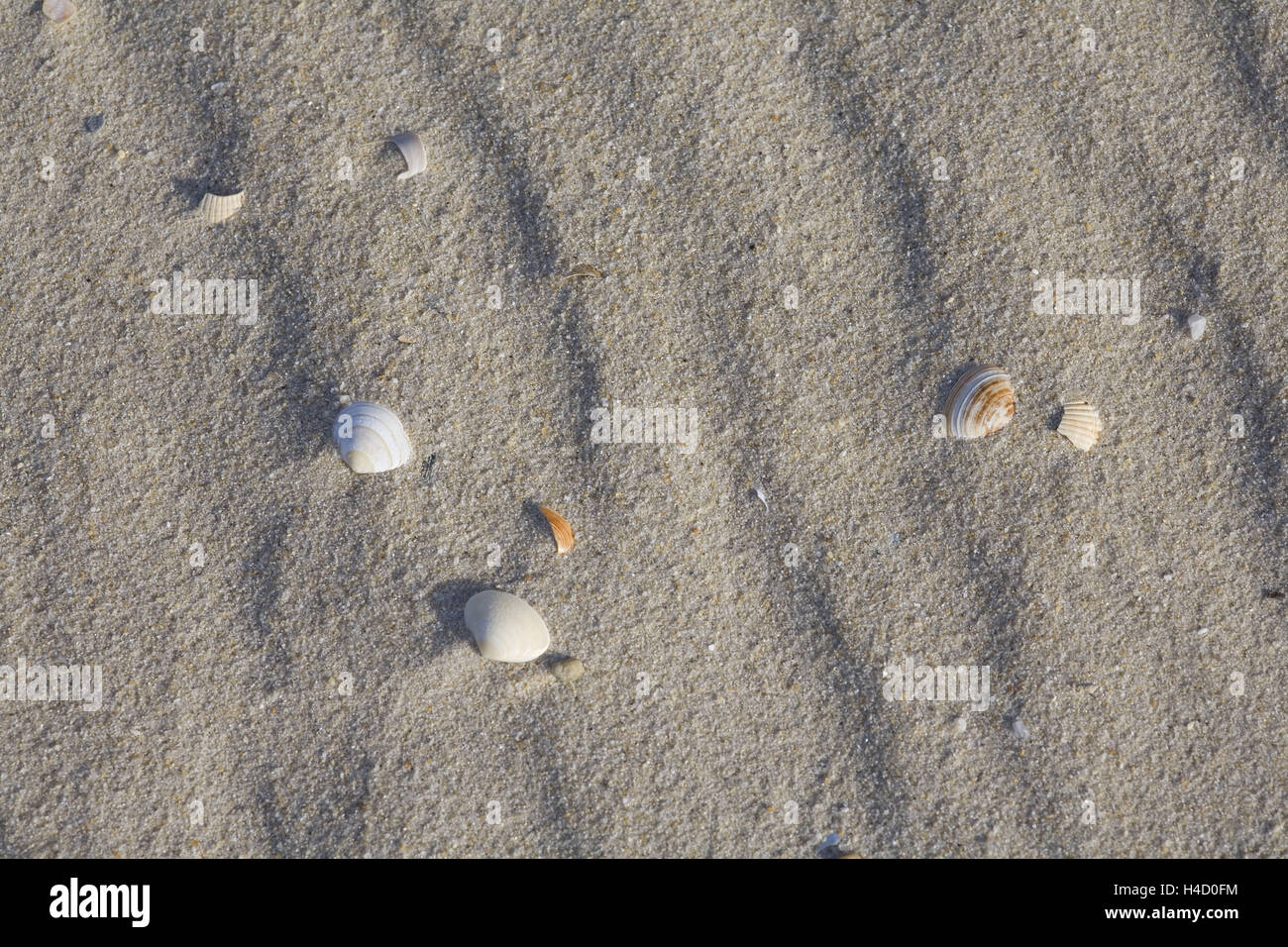 Mussels on the beach Stock Photo Alamy