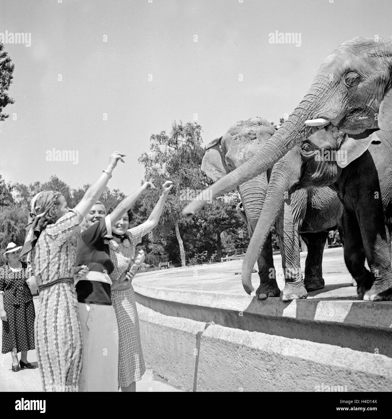 Drei junge Frauen verfüttern eine Erdnuß an Elefanten im Zoo, Deutschland 1930er Jahre. Three young women at the zoological gardens feeding peanuts to elephants, Germany 1930s. Stock Photo