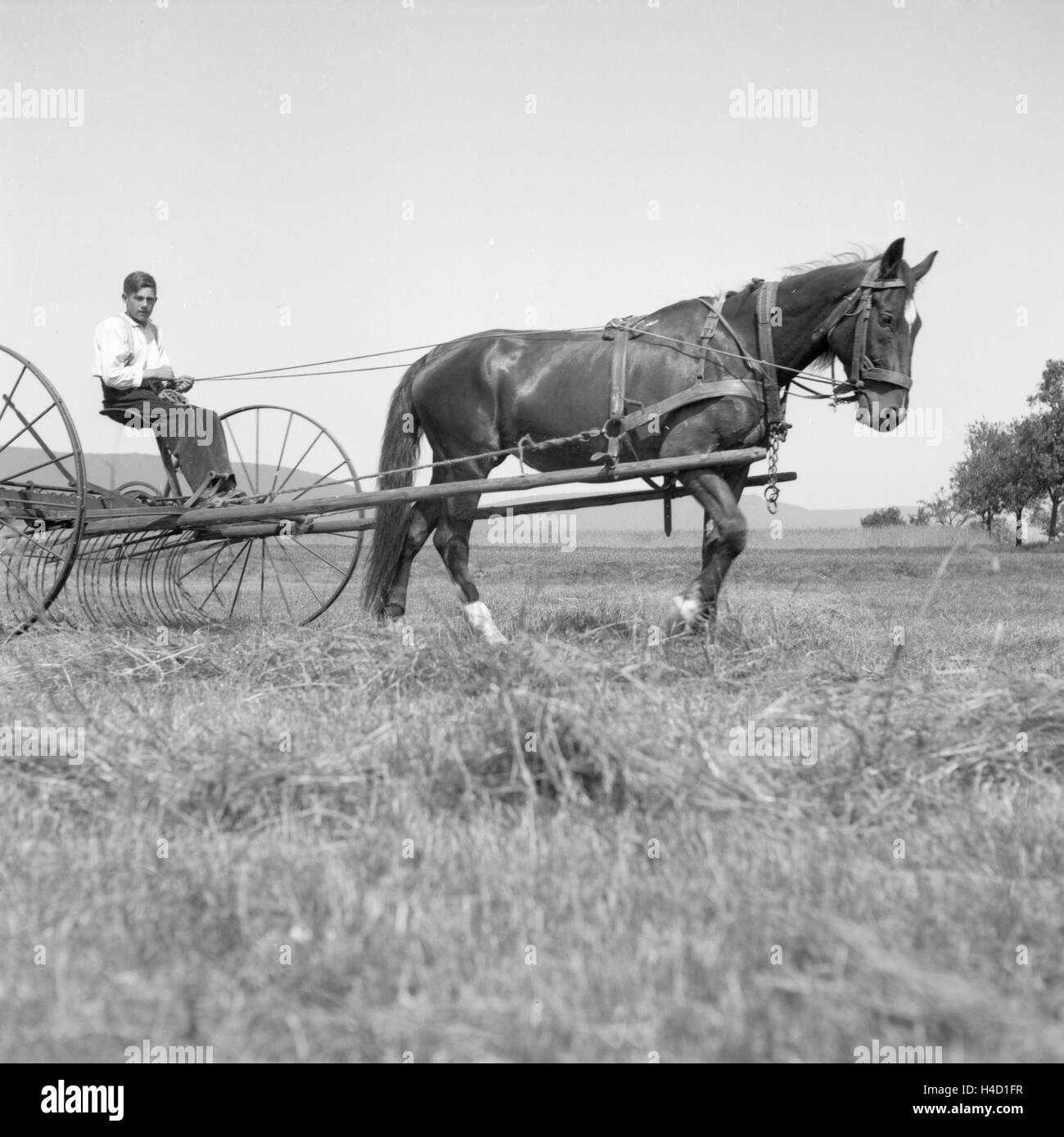 Bauer bei der Heuernte in Westfalen, Deutschland 1930er Jahre. Farmer harvesting hay at Wesfalia, Germany 1930s. Stock Photo