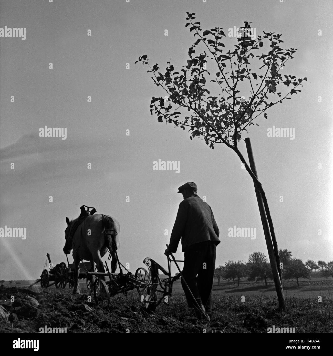 Ein Bauer pflügt mit seinem Pferd im Herbst den Acker, Deutschland 1930er Jahre. A farmer ploughing his field with his horse in fall, Germany 1930s. Stock Photo