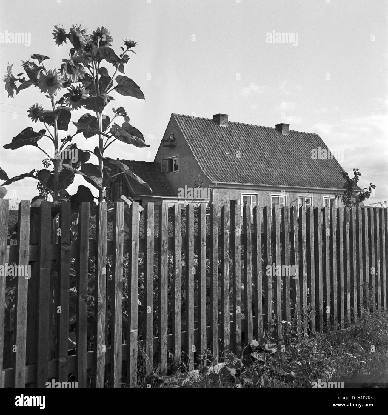 Haus Mit Sonnenblumen In Nikolaiken In Masuren In Ostpreussen Stock