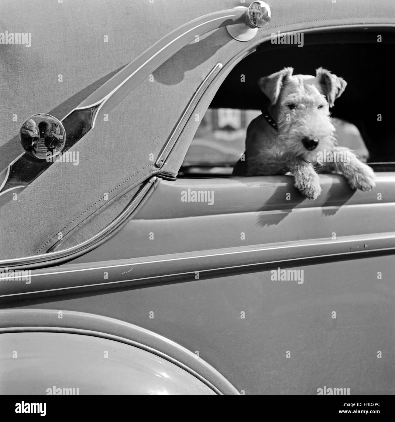 Ein Foxterrier schaut aus dem Fenster eines abgedeckten Cabrio Ford V8, Deutschland 1930er Jahre. A fox terrier looking out of the window of a closed convertible Ford V8, Germany 1930s. Stock Photo