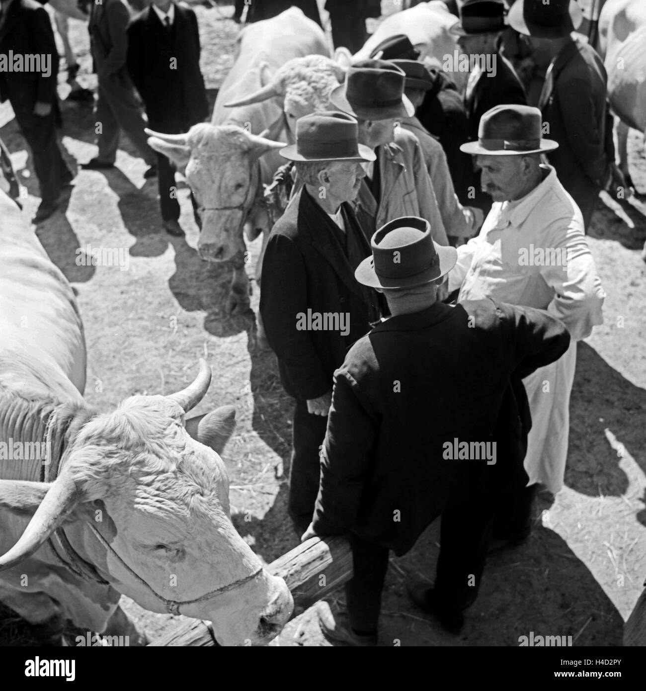 Bauern handeln auf dem Viehmarkt den optimalen Preis aus, Deutschland 1930er Jahre. Farmers negotiating the best price at a cattle market, Germany 1930s. Stock Photo