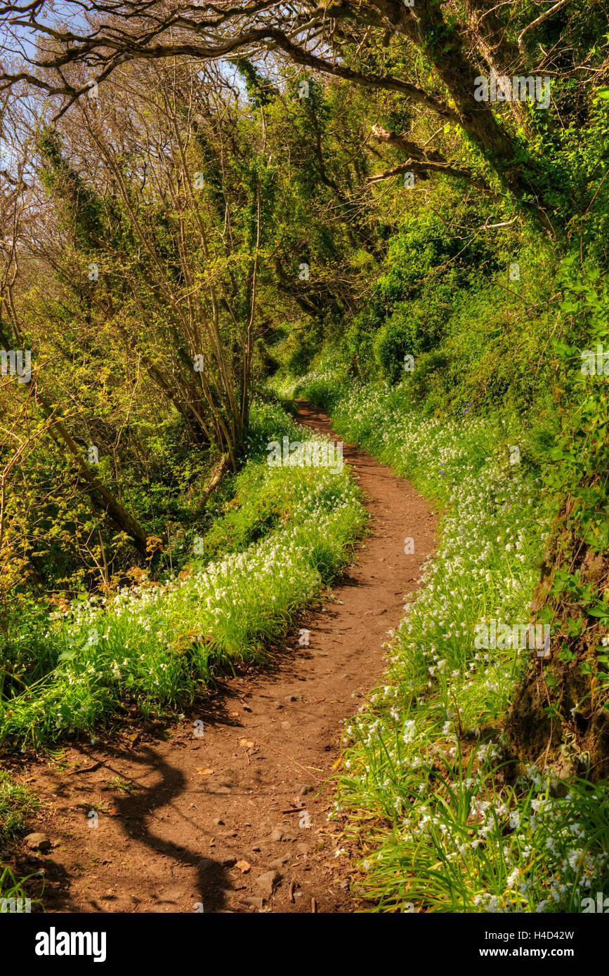 Spring flowers growing beside the South West Coast Path. (Processed as ...