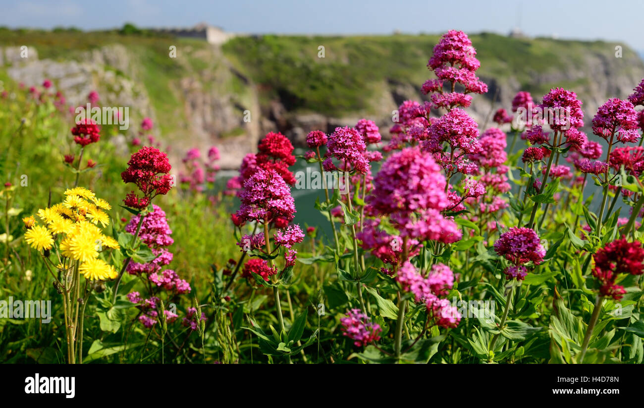 Red Valerian (Centranthus ruber) growing on the cliff-tops at Berry Head. Stock Photo