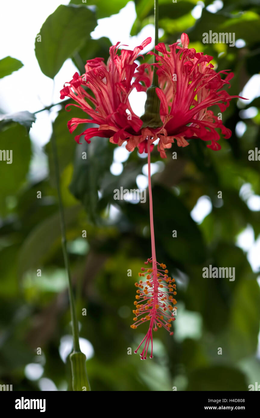Hibiscus schizopetalus, little hanging red-orange-pink blossom in the back light, tropical climate, close-up, Stock Photo