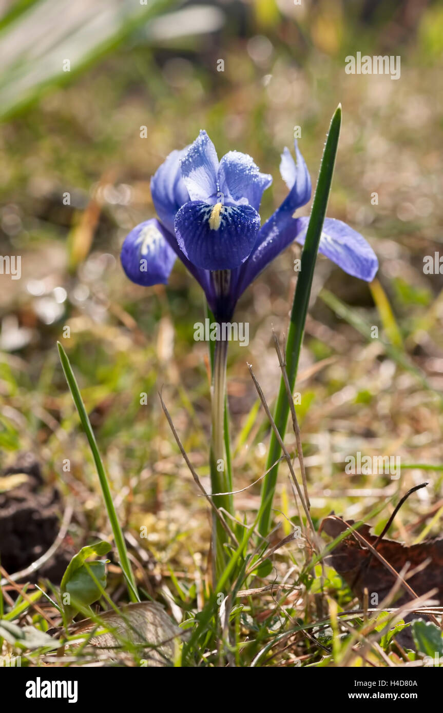 Blue dwarf beardless iris with glittering dewdrops in the morning light, close-up, Stock Photo
