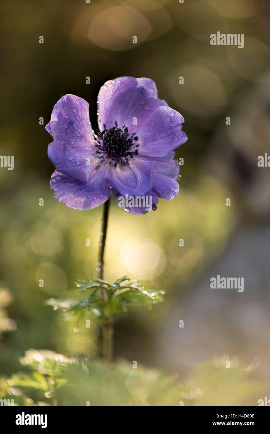 violet coloured anemone in the morning in the back light, glittering background, Bokeh, close-up, Stock Photo