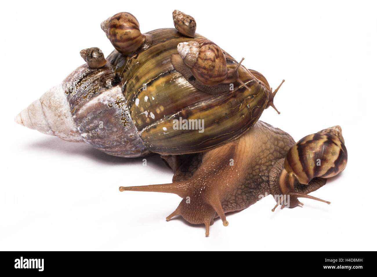 African giant snail with five babies on her shell and one by her side Stock Photo