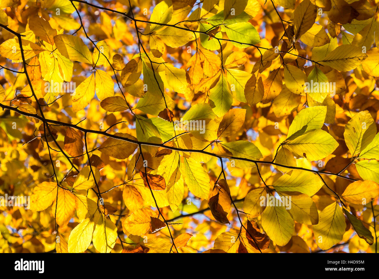 Yellow and Orange Autumn Leaves as Background Stock Photo