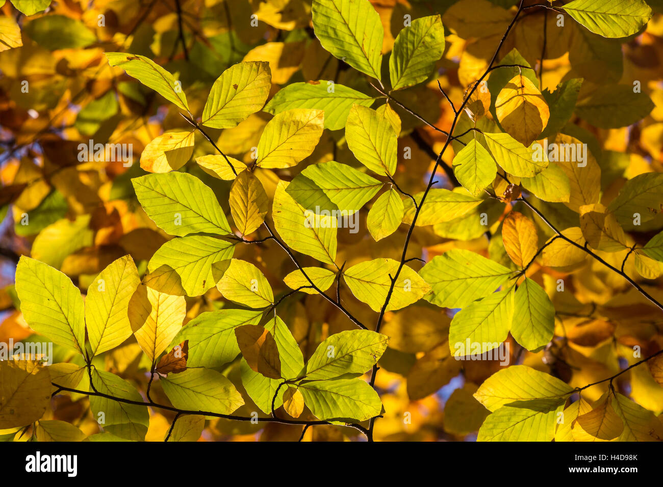Yellow and Orange Autumn Leaves as Background Stock Photo