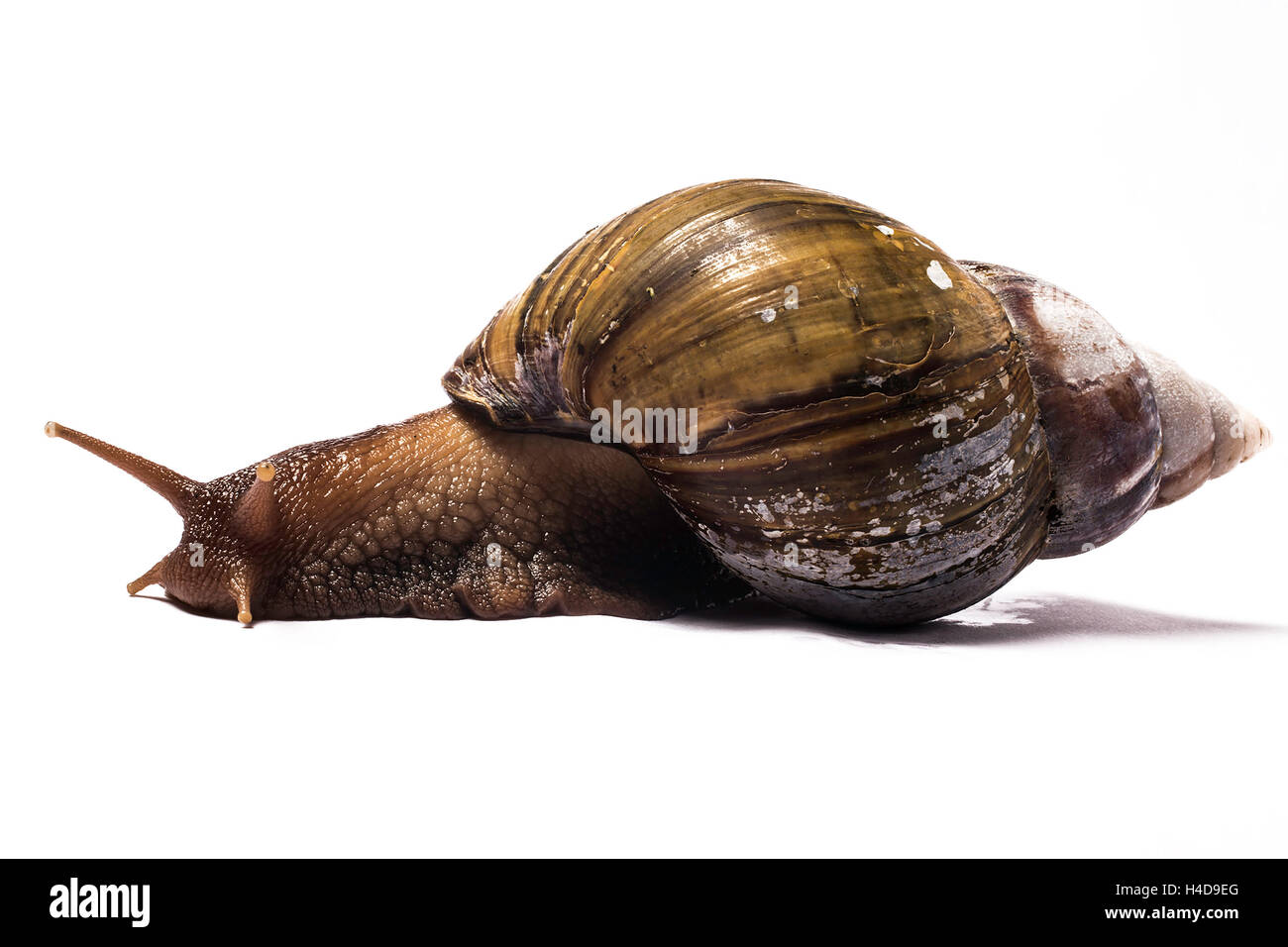 African giant snail Stock Photo
