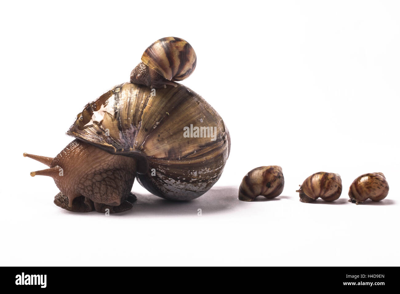 African giant snail with one baby on her shell and three at the back