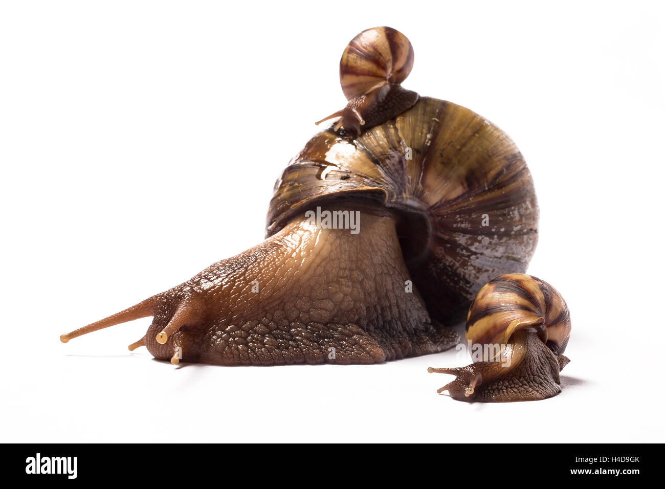 African giant snail with one baby on her shell and another baby by her
