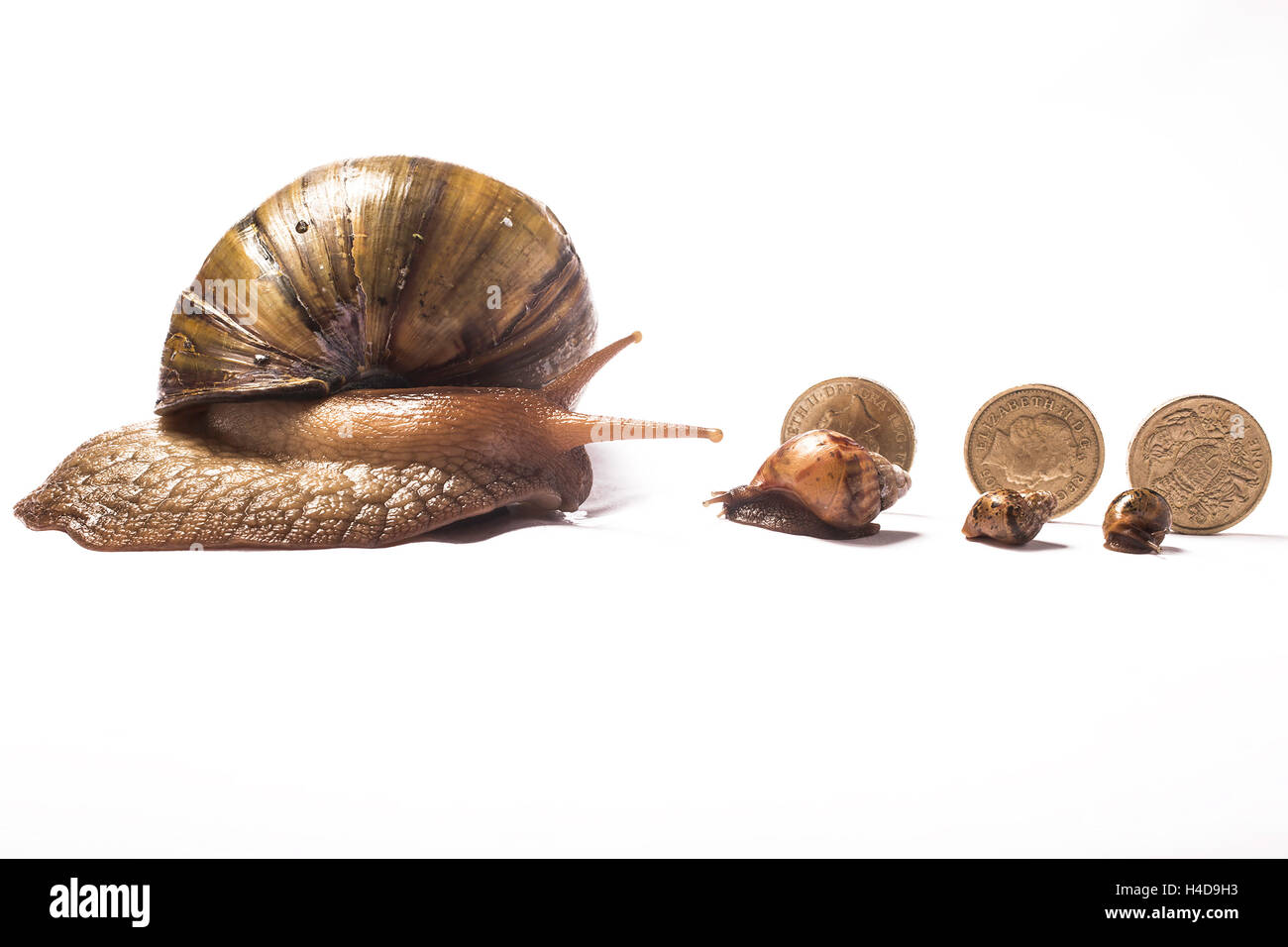 African giant snail looking at her three babies with behind them three pound coins Stock Photo