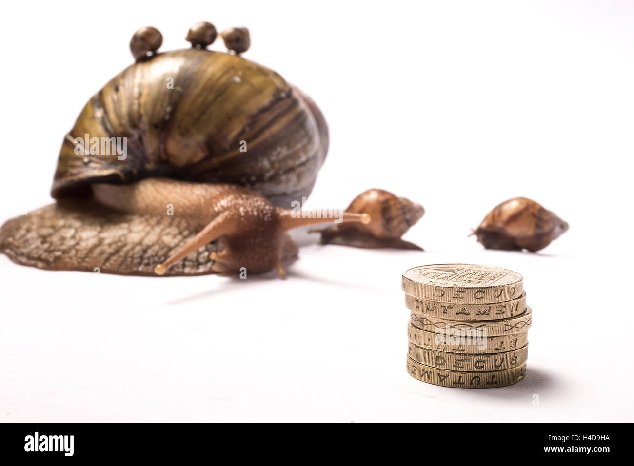 African giant snail with three babies on her shell and two older babies by her side and pound coin stack in front Stock Photo