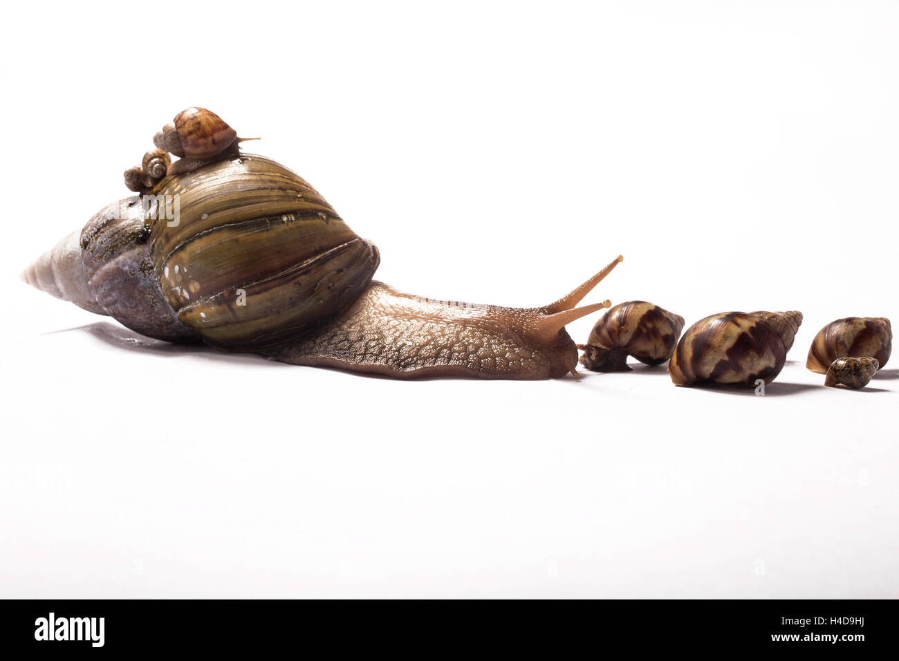 Giant African Snail with two little African giant babies on her shell and four in front of her Stock Photo