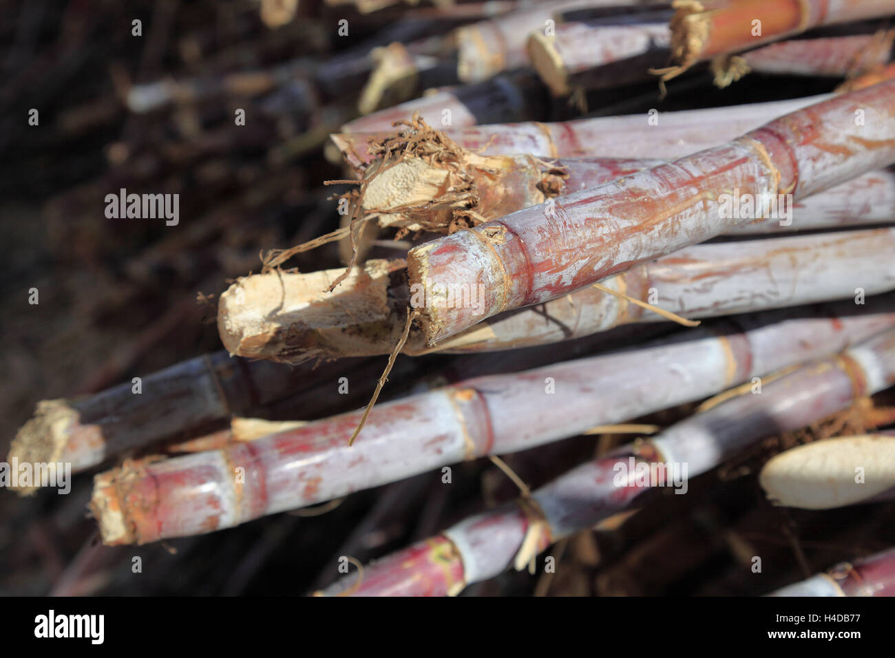 Island Madeira, chopped sugarcane, Saccharum officinarum Stock Photo