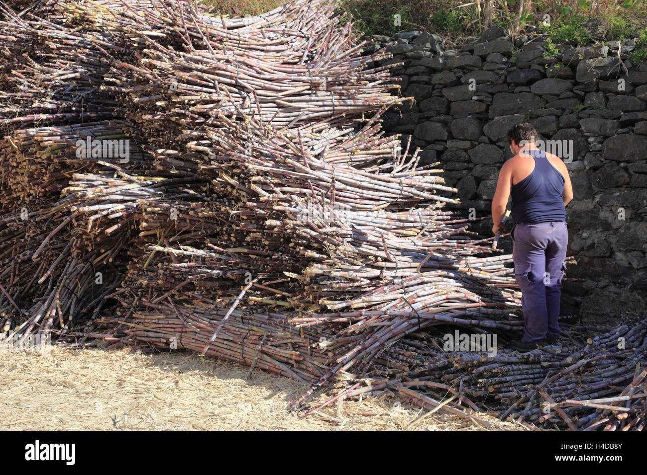 Island Madeira, chopped sugarcane, Saccharum officinarum Stock Photo