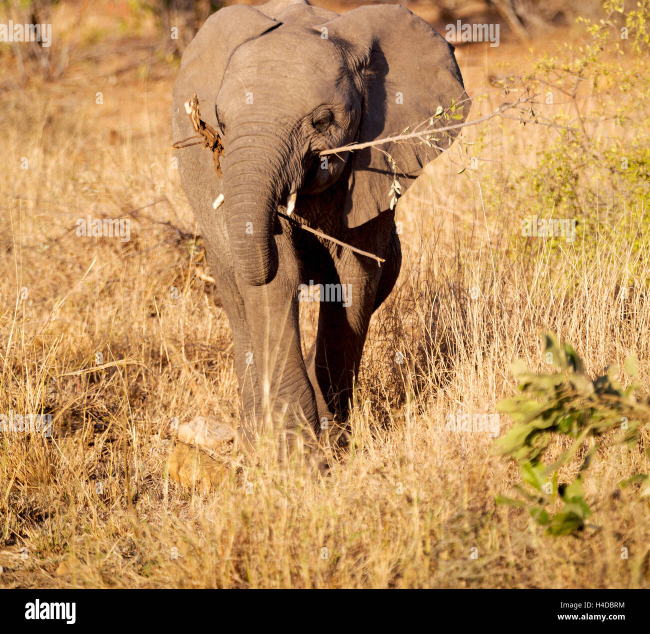blur in south africa kruger wildlife nature reserve and wild elephant Stock Photo Alamy