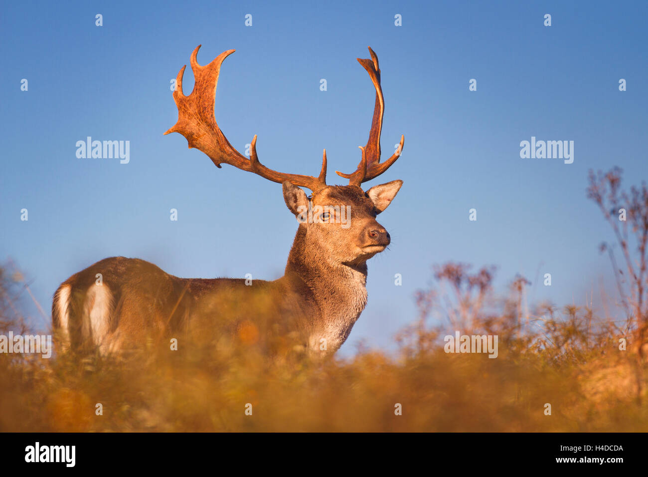 A wild male fallow deer in early morning sunlight. Photographed in autumn in rut season in The Netherlands. Stock Photo