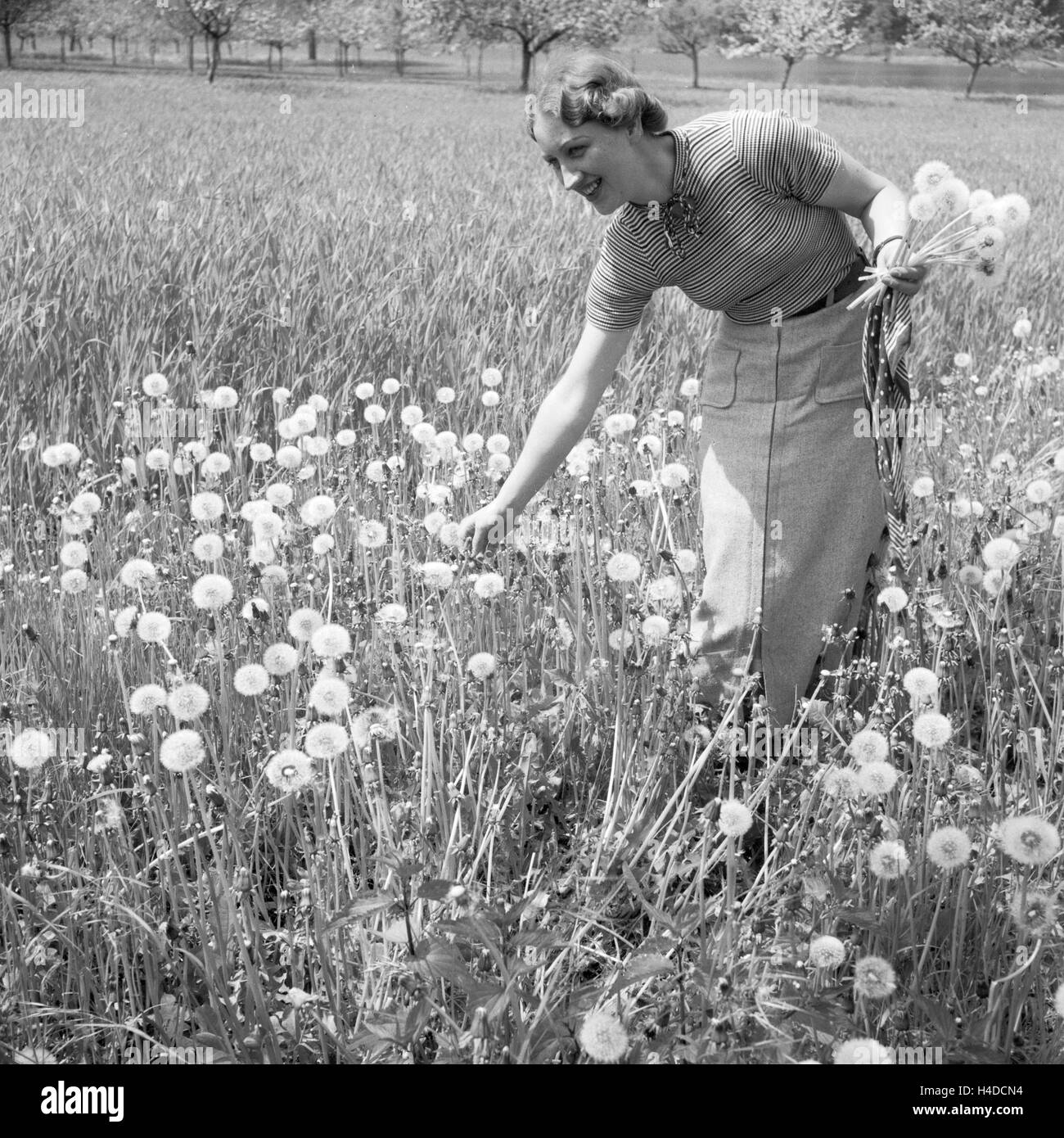 Eine Frau pflückt Löwenzahn in einem Feld, Germany 1930er Jahre. A woman picking some dandelions in a field, Germany 1930s. Stock Photo