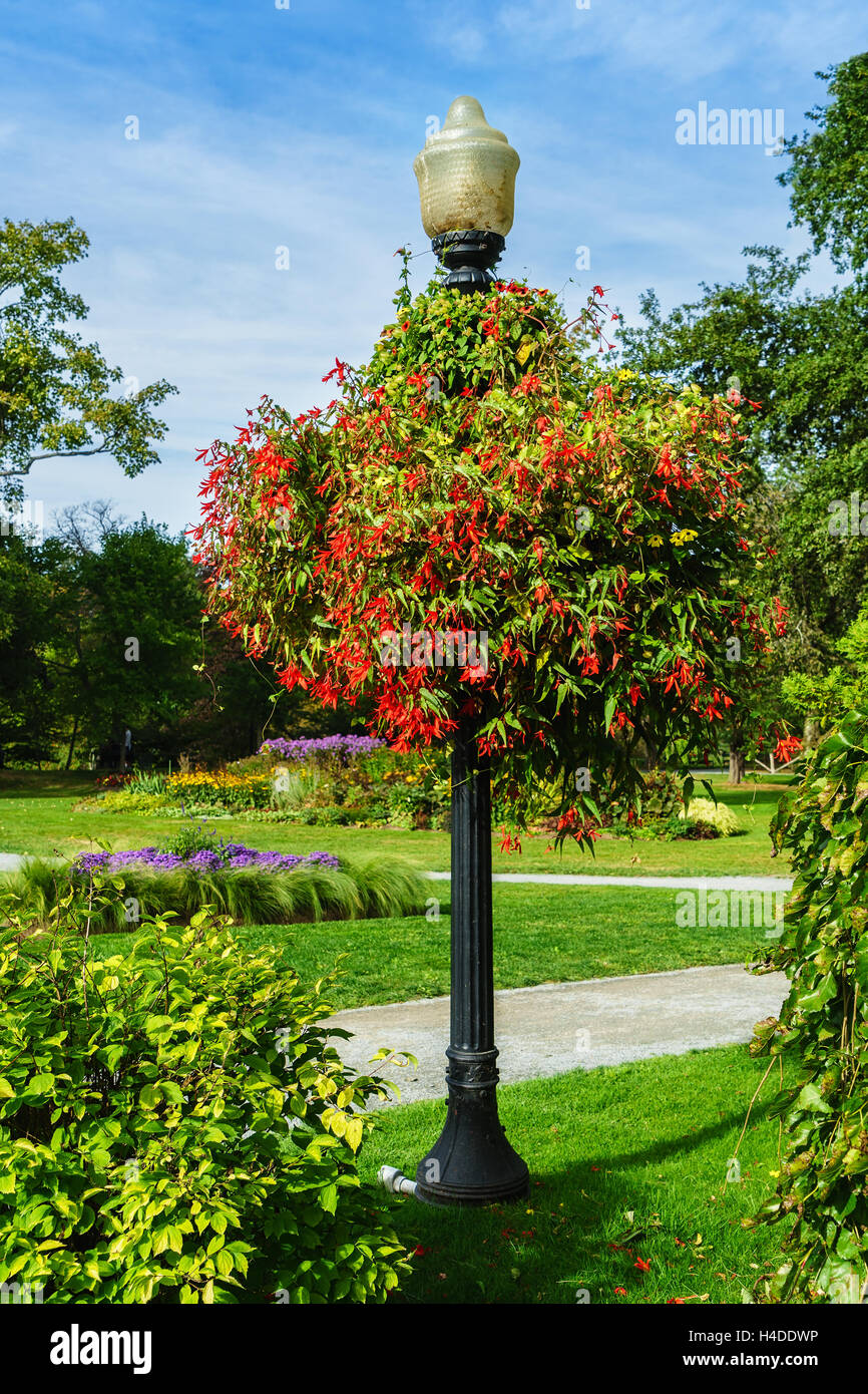 Large begonia hanging basket in the Halifax Public Gardens, Halifax