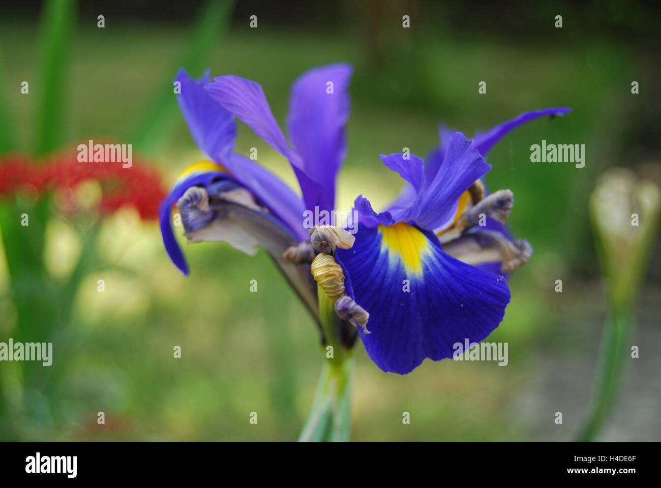 Purple coloured petals hi-res stock photography and images - Alamy