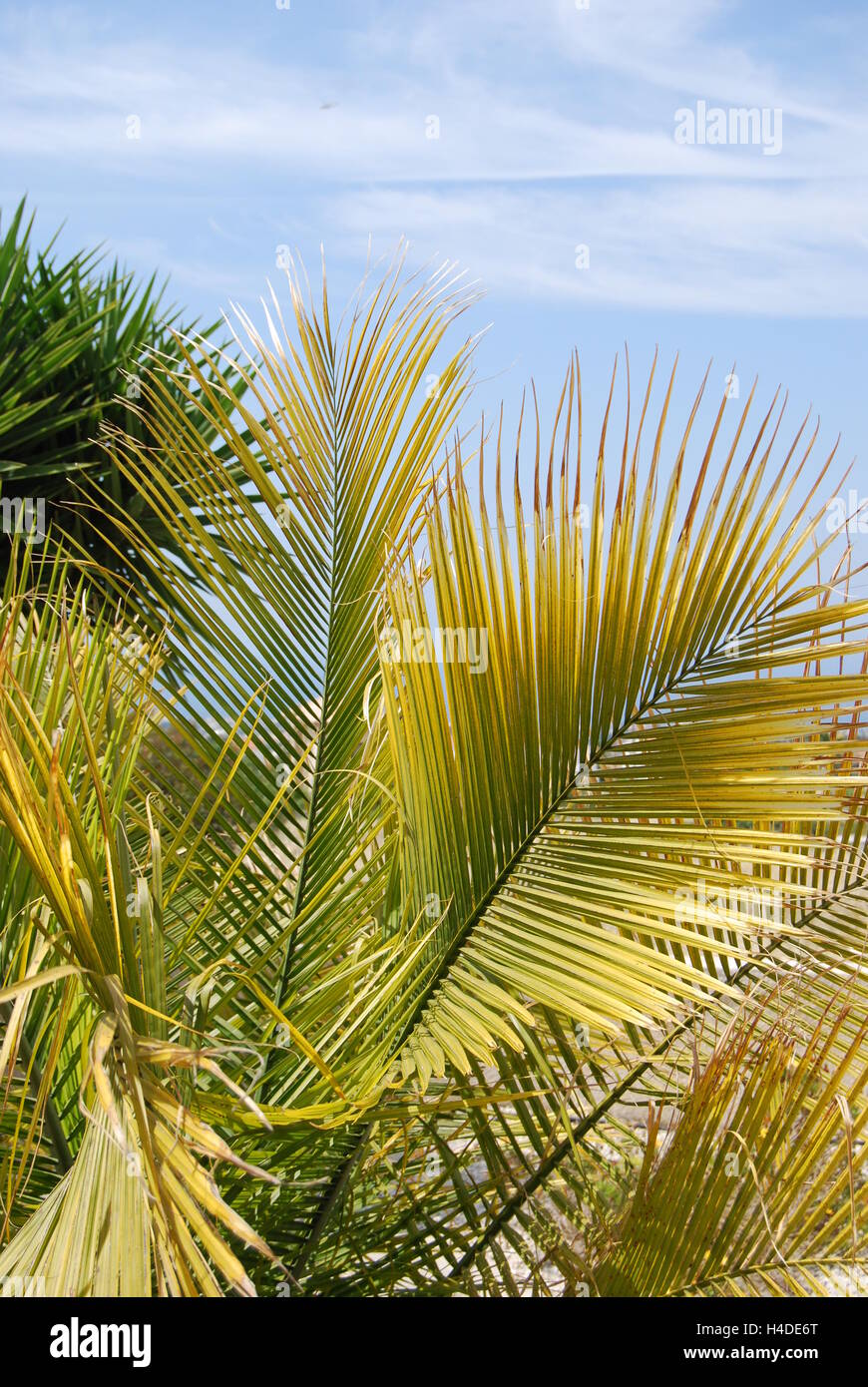 palm tree in a blue sky Stock Photo