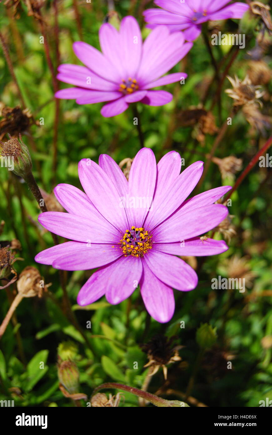 African daisies hires stock photography and images Alamy