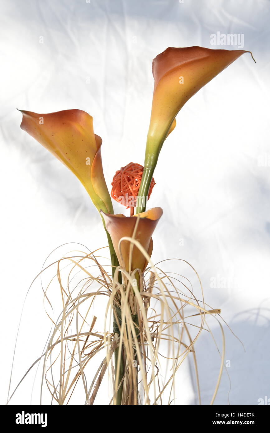 Plants and gardens hi-res stock photography and images - Alamy