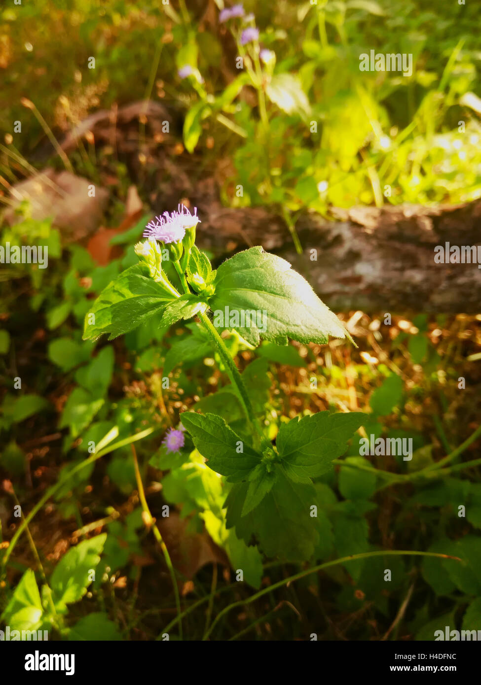 little ironweed, purple fleabane,  Ash-coloured fleabane, Ash-coloured ironweed, Purple-flowered fleabane, or Cyanthillium ciner Stock Photo
