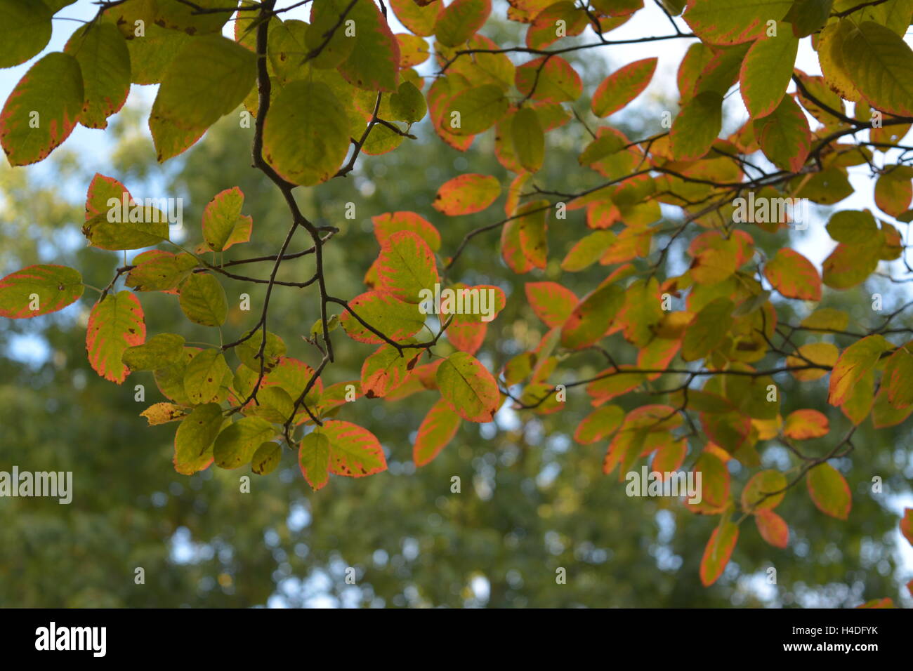 colored leaves in autumn time Stock Photo