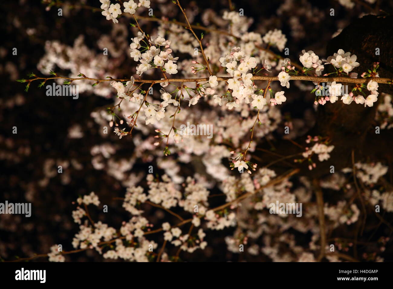 Cherry blossoms in Gion Stock Photo