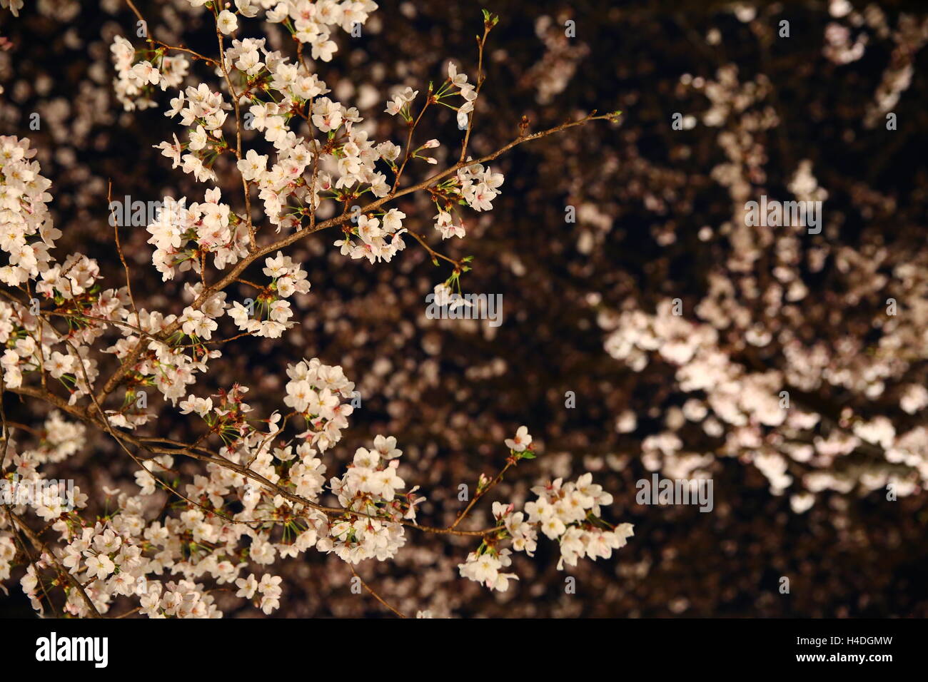 Cherry blossoms in Gion Stock Photo