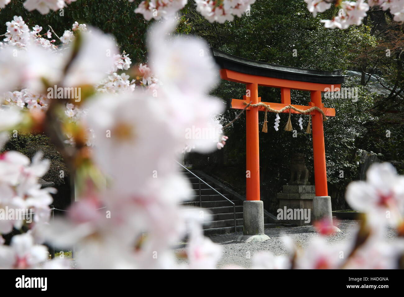 Cherry blossoms encircle a Japanese torii gate Stock Photo