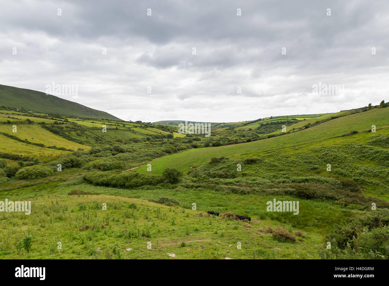 farmland fields at wild atlantic way in ireland Stock Photo Alamy