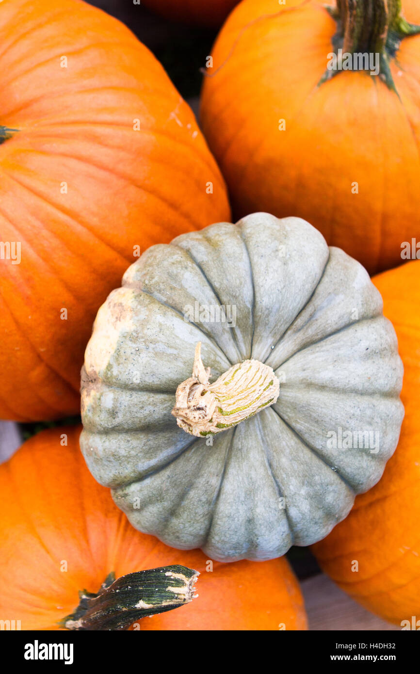 Stacked, diverse pumpkins close up with one unique green-gray pumpkin Stock Photo