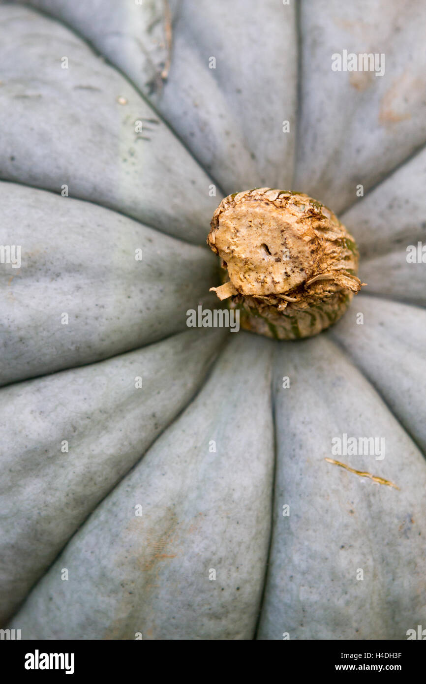 Closeup of heirloom, gray pumpkin Stock Photo