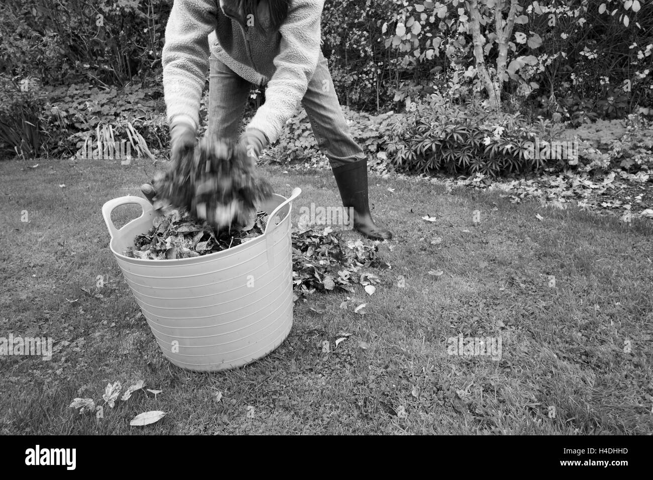 Female in a garden gathering fallen Autumn leaves to make leaf mould compost. Stock Photo