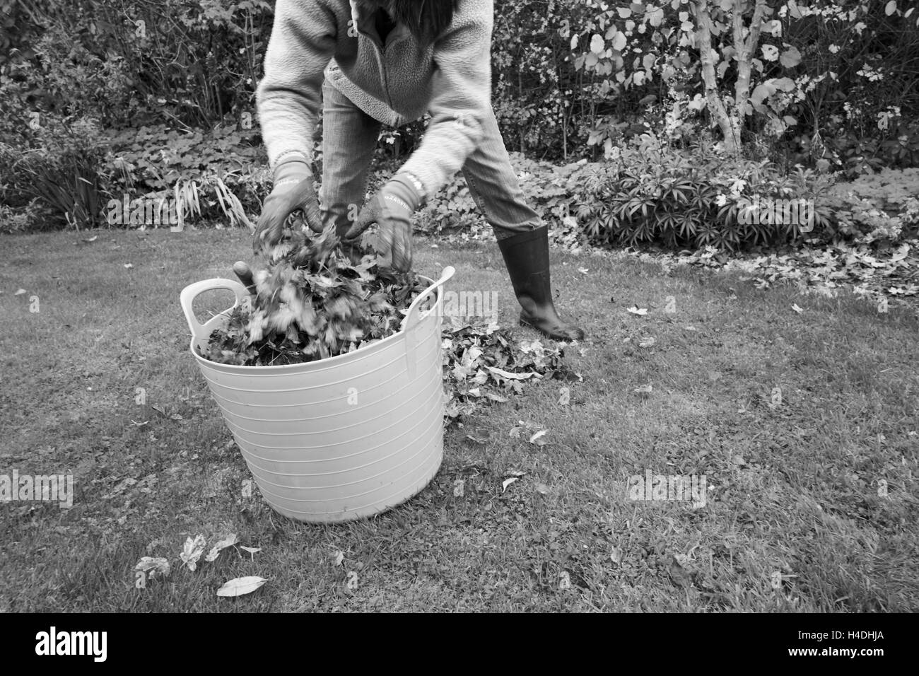 Female in a garden gathering fallen Autumn leaves to make leaf mould compost. Stock Photo